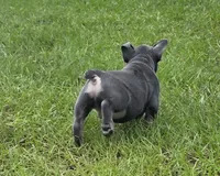 Jelly Roll, a male French Bulldog for sale in East Dublin, GA – 5 of 10