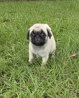 Puggy, a female Pug for sale in East Dublin, GA – 5 of 10