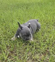 Jelly Roll, a male French Bulldog for sale in East Dublin, GA – 4 of 10