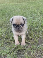 Merlene, a female Pug for sale in East Dublin, GA – 5 of 8