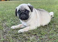 Lila, a female Pug for sale in East Dublin, GA – 4 of 7