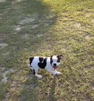 Dior, a female Boston Terrier for sale in East Dublin, GA – 3 of 6