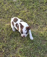 Chanel , a female Boston Terrier for sale in East Dublin, GA – 2 of 6