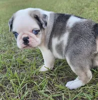 Koi, a male Pug for sale in East Dublin, GA – 8 of 10