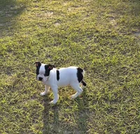 Dior, a female Boston Terrier for sale in East Dublin, GA – 6 of 6