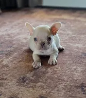 Lulu, a female French Bulldog for sale in East Dublin, GA – 2 of 7