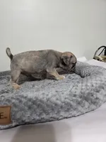 Tiny Tim, a male Pug for sale in East Dublin, GA – Photo 5 of 5