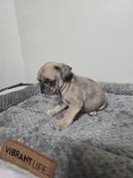 Tiny Tim, a male Pug for sale in East Dublin, GA – Photo 4 of 5