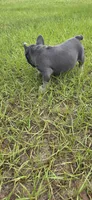Jelly Roll, a male French Bulldog for sale in East Dublin, GA – 8 of 10