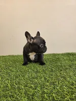 Cali, a female French Bulldog for sale in East Dublin, GA – Photo 3 of 6