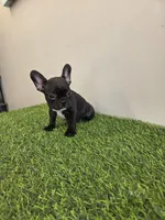 Cali, a female French Bulldog for sale in East Dublin, GA – Photo 4 of 6