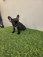 Cali, a female French Bulldog for sale in East Dublin, GA – Photo 6 of 6