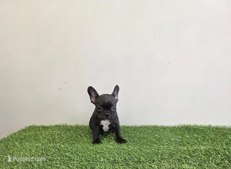 Cali – French Bulldog puppy for sale in East Dublin, GA