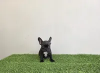 Cali, a female French Bulldog for sale in East Dublin, GA – Photo 1 of 6