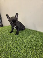 Cali, a female French Bulldog for sale in East Dublin, GA – Photo 5 of 6