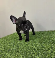 Cali, a female French Bulldog for sale in East Dublin, GA – Photo 2 of 6