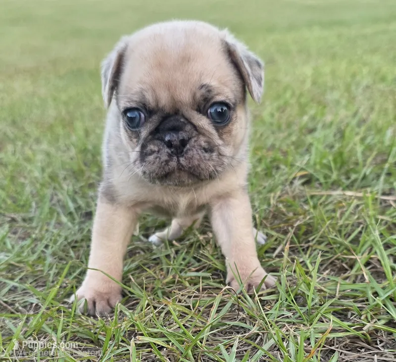 Merlene – Pug puppy for sale in East Dublin, GA