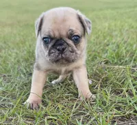 Merlene, a female Pug for sale in East Dublin, GA – 1 of 8