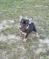 Coco, a female French Bulldog for sale in East Dublin, GA – 5 of 10