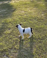 Dior, a female Boston Terrier for sale in East Dublin, GA – 2 of 6