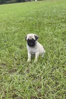 Puggy, a female Pug for sale in East Dublin, GA – 3 of 10