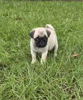 Puggy, a female Pug for sale in East Dublin, GA – 4 of 10