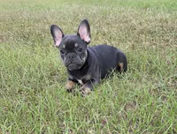 Dolly , a female French Bulldog for sale in East Dublin, GA – 2 of 9