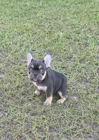 Coco, a female French Bulldog for sale in East Dublin, GA – 9 of 10