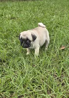 Puggy, a female Pug for sale in East Dublin, GA – 7 of 10
