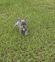 Tiny Tim , a male French Bulldog for sale in East Dublin, GA – 2 of 10
