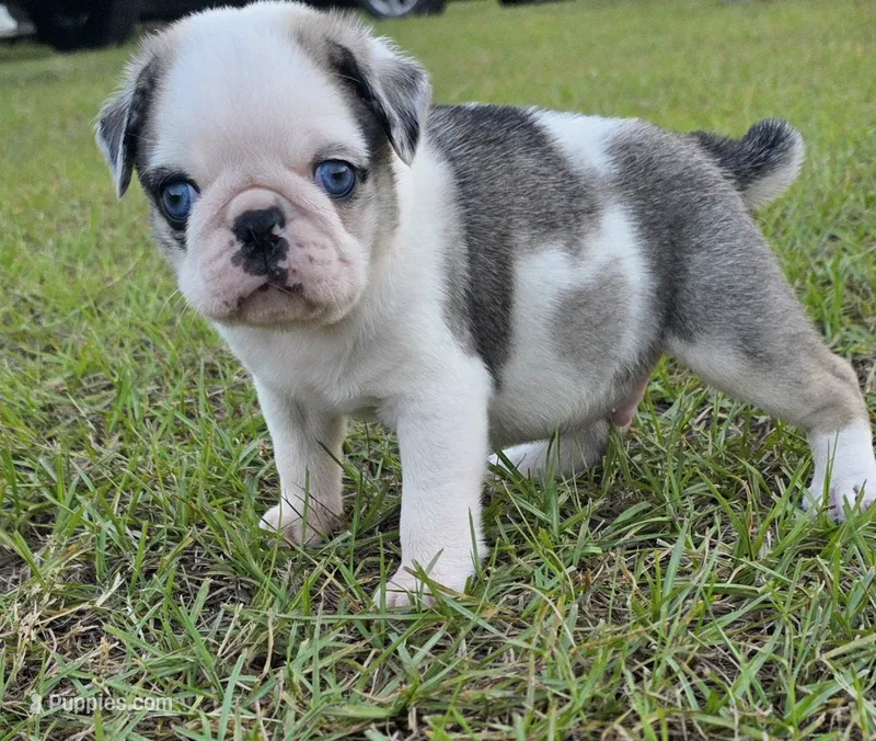 Koi – Pug puppy for sale in East Dublin, GA
