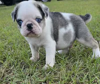 Koi, a male Pug for sale in East Dublin, GA – 1 of 10