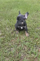 Dolly , a female French Bulldog for sale in East Dublin, GA – 6 of 10
