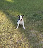 Dior, a female Boston Terrier for sale in East Dublin, GA – 5 of 6