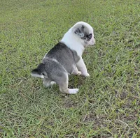 Koi, a male Pug for sale in East Dublin, GA – 9 of 10
