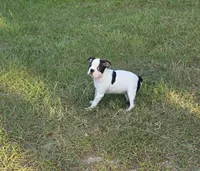Dior, a female Boston Terrier for sale in East Dublin, GA – 4 of 6