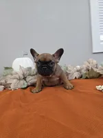 Tank, a male French Bulldog for sale in East Dublin, GA – Photo 4 of 4