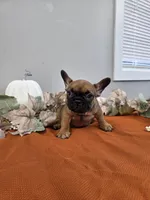 Tank, a male French Bulldog for sale in East Dublin, GA – Photo 1 of 4