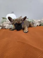 Tank, a male French Bulldog for sale in East Dublin, GA – Photo 3 of 4