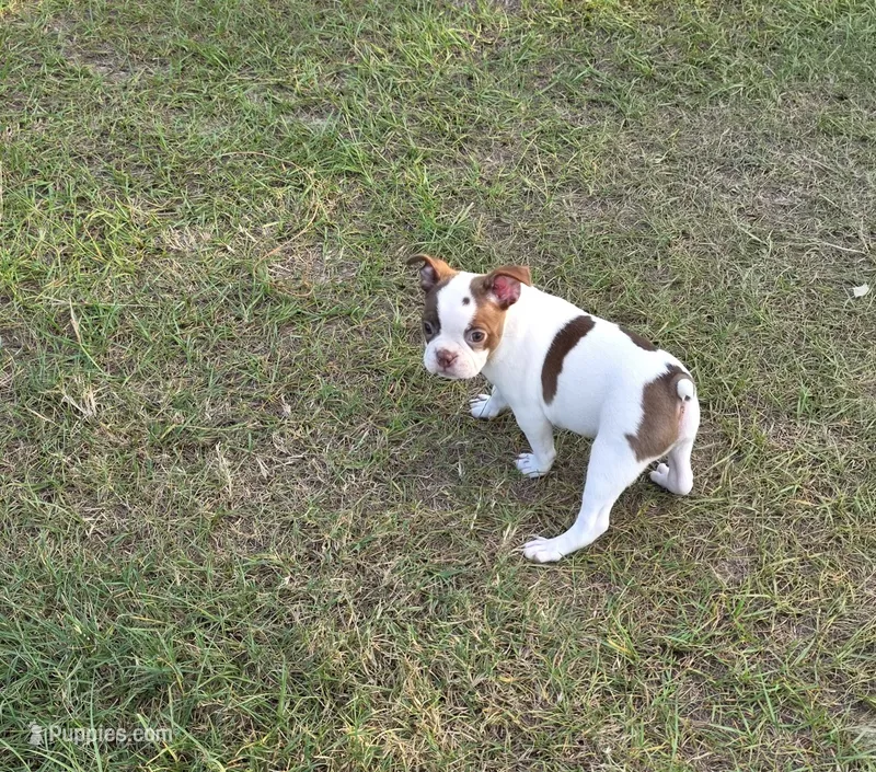 Chanel  – Boston Terrier puppy for sale in East Dublin, GA