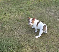 Chanel , a female Boston Terrier for sale in East Dublin, GA – 3 of 6
