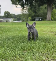 Jolene , a female French Bulldog for sale in East Dublin, GA – 9 of 10