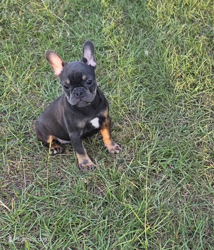 Dolly  – French Bulldog puppy for sale in East Dublin, GA