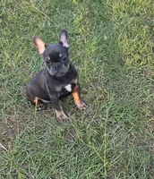 Dolly , a female French Bulldog for sale in East Dublin, GA – 1 of 9