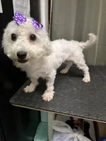 Sadie, a female Bichon Frise for sale in Sperry, OK – 3 of 4