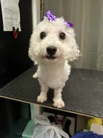 Sadie, a female Bichon Frise for sale in Sperry, OK – 4 of 4