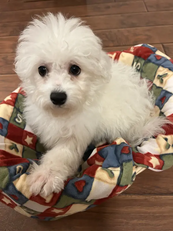 AKC CHAMPION BLOOD - OLIVER