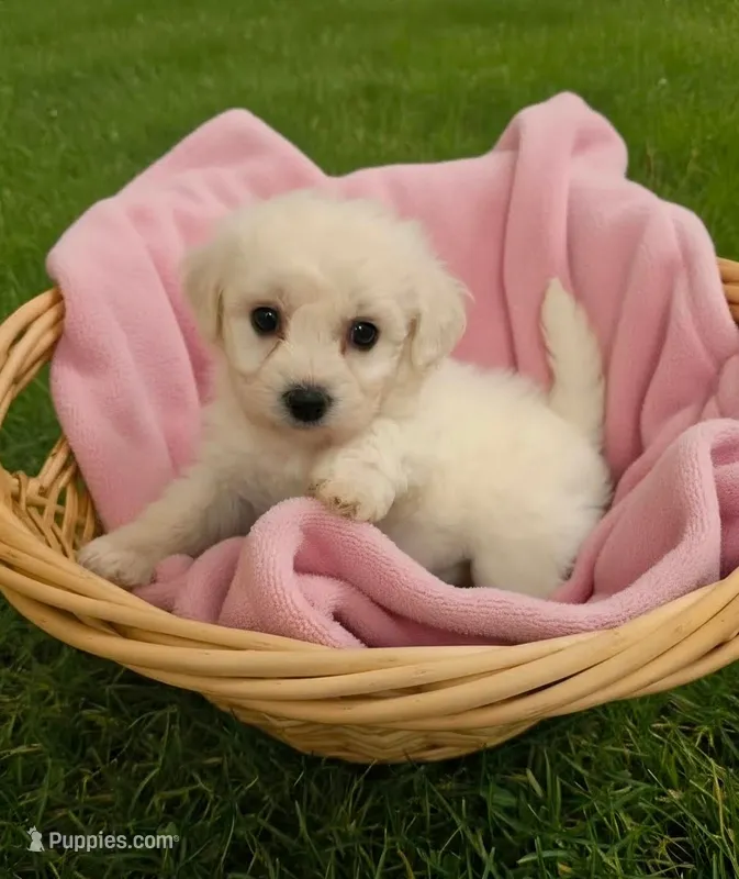 AKC CHAMPION BLOOD - IVY – Bichon Frise puppy for sale in Sperry, OK