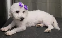 Sadie, a female Bichon Frise for sale in Sperry, OK – 1 of 4