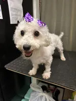Sadie, a female Bichon Frise for sale in Sperry, OK – 2 of 4